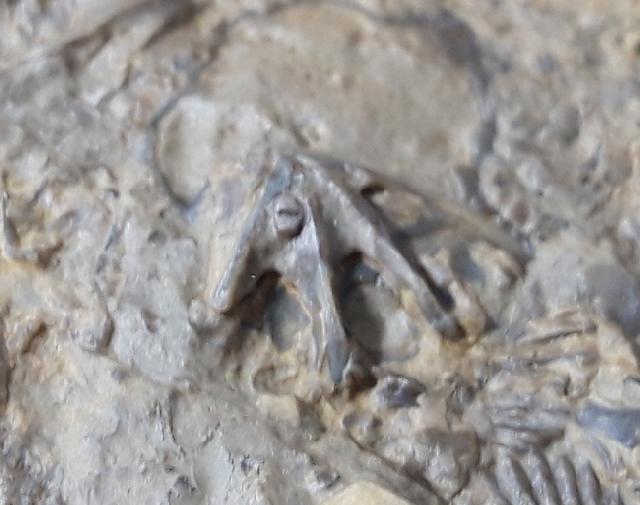 Tetractinella trigonella SCHLOTHEIM 1820 - Bild &copy; FossNet FossilienStore